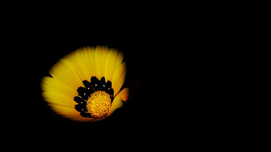 closeup photo of yellow petaled flower thumbnail