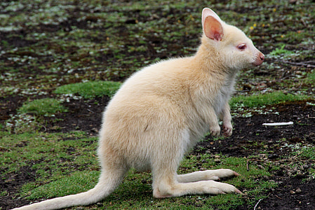beige Marsupial on grass thumbnail