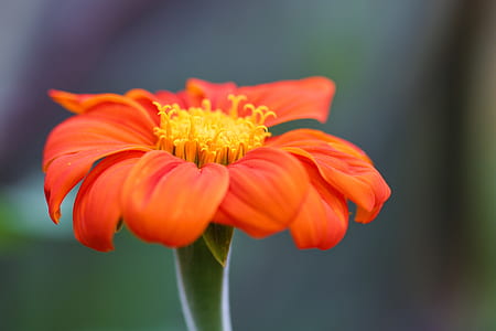 close up photo of flower in bloom thumbnail