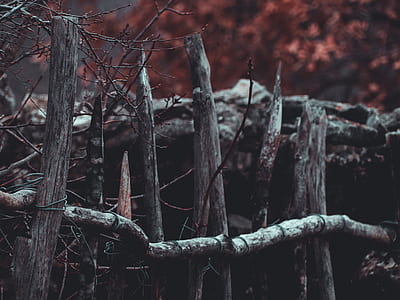 selective focus photo of gray tree thumbnail