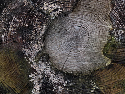 close-up photo of brown chop wood thumbnail
