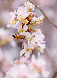Closeup Photo of Honeybee Perched on Pink-and-white Cluster Flowers thumbnail