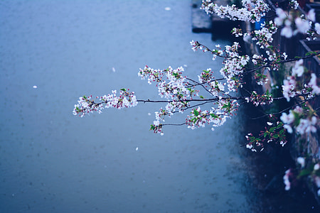 closeup photography of white petaled flowers thumbnail