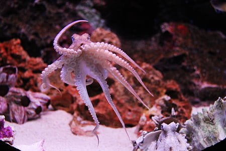 gray octopus thumbnail