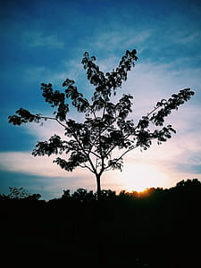 Silhouette Photo of Tree thumbnail