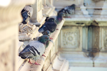 selective focus photography of rock pigeons on brown concrete building thumbnail