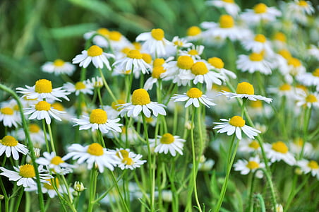 selective focus photography of white daisy flowers thumbnail
