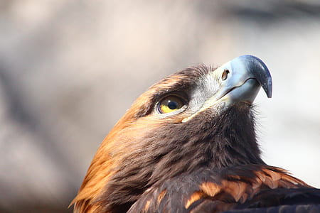 close-up photo of brown eagle thumbnail