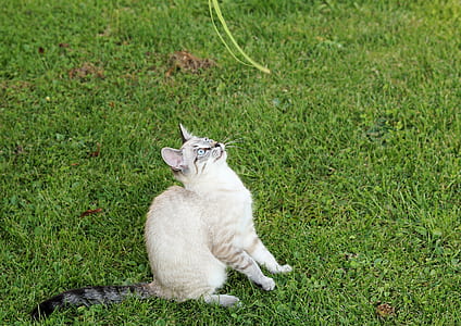 white cat sitting on ground thumbnail