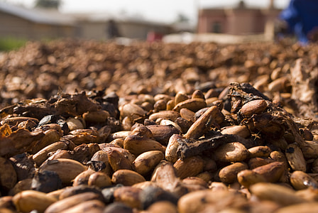selective focus photograph of brown seeds thumbnail