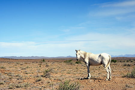 white horse standing at desert during daytime thumbnail