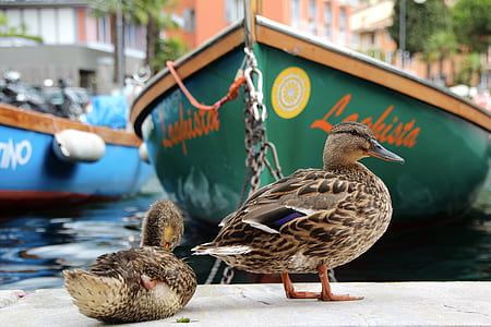 two brown ducks thumbnail