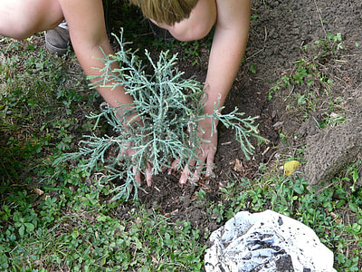 person planting tree in forest thumbnail