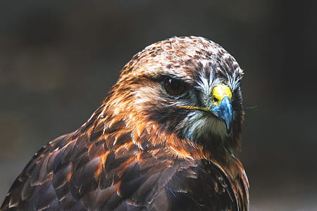 Buzzard Bird thumbnail