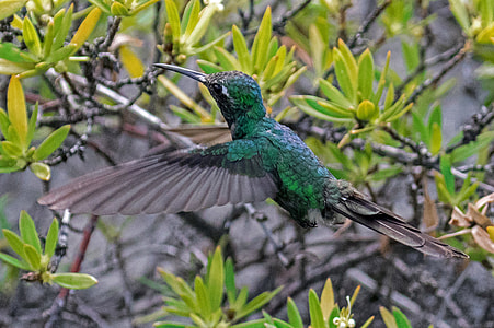 wildlife photography of green hummingbird hovering on green plants thumbnail