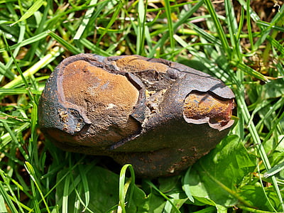 gray and brown stone on green grass thumbnail