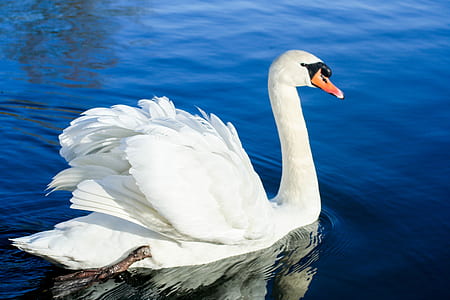 white swan on body of water thumbnail