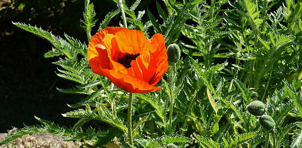 green plant with red flower thumbnail