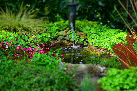 pond near garden thumbnail