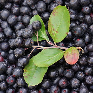 black berries thumbnail