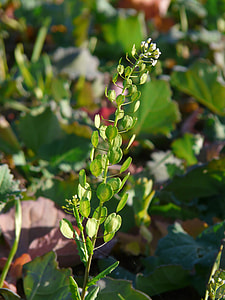 Field Hellerkraut, Arable thumbnail