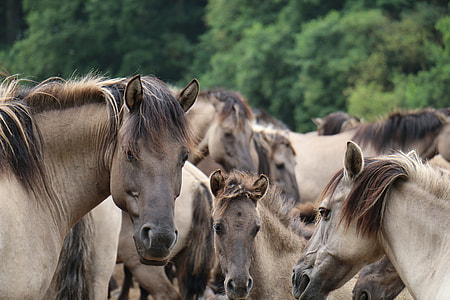 herd of white and black horses thumbnail