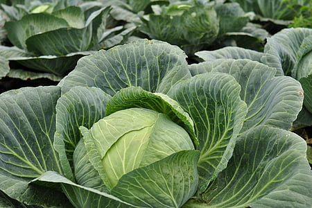 green vegetable plants thumbnail