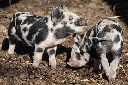 two black-and-white pigs thumbnail