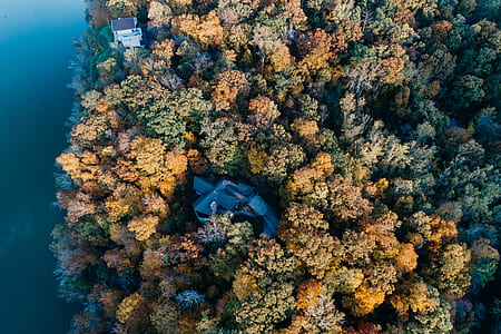 bird's eye view of house surrounded with tall trees near body of water thumbnail