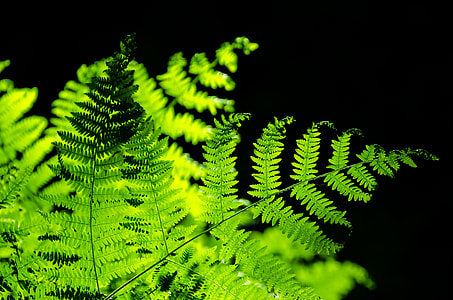 selective focus photography of green fern plant thumbnail