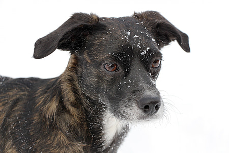 closeup photo of brindle black and white puppy thumbnail