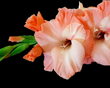 pink flowers thumbnail