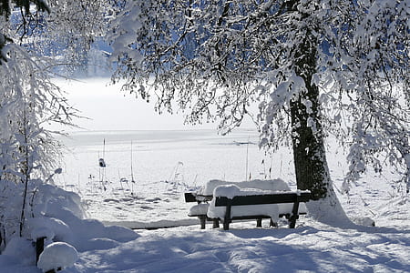 outdoor bench covered by snow beside withered tree thumbnail