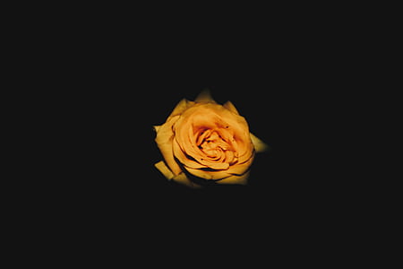 orange rose in bloom with dark background thumbnail