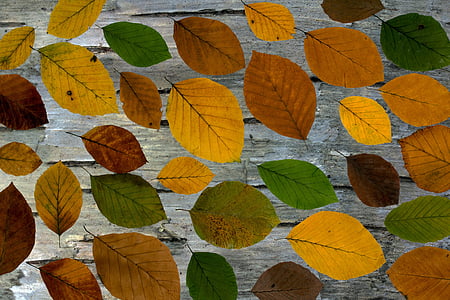 brown and green leaflot thumbnail