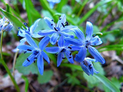 shallow focus photography of blue petaled flowers thumbnail