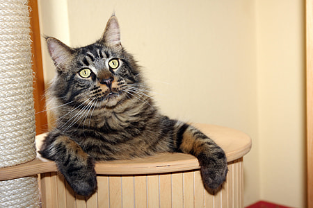 brown and black maine coon thumbnail