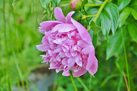 pink petaled flower thumbnail