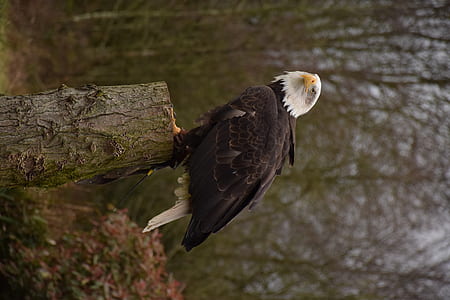 bald eagle on wood log thumbnail