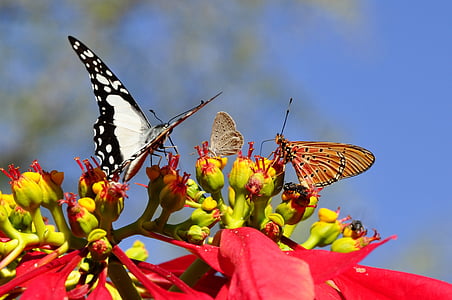 red poinsettia flower and three assorted-color butterflies thumbnail