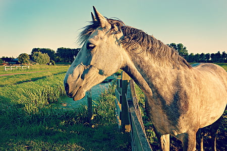 gray horse beside fence thumbnail