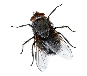 Common Housefly in closeup photography thumbnail