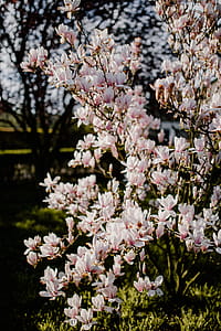 Magnolia tree in bloom thumbnail