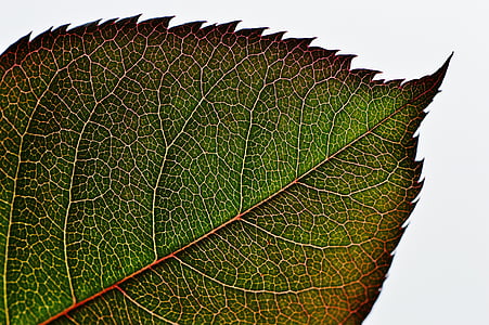 green leaf thumbnail