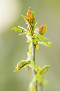 selective focus photography of leaf sprout thumbnail