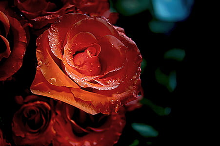 focus photography of red rose thumbnail