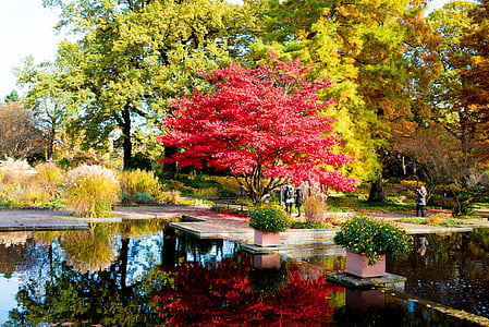 pon surrounded by trees at daytime thumbnail