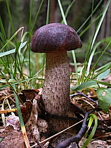 brown and black mushroom close-up photography thumbnail