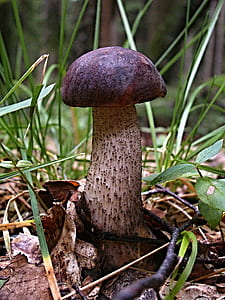 brown mushroom surrounded by grass thumbnail