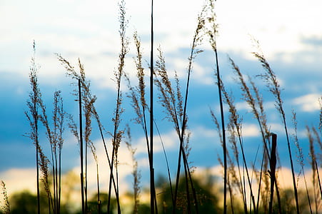 green plants in selective focus photogreaphy thumbnail